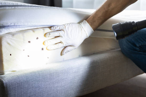 Best Insect Control  in Atlantic Beach, NC
